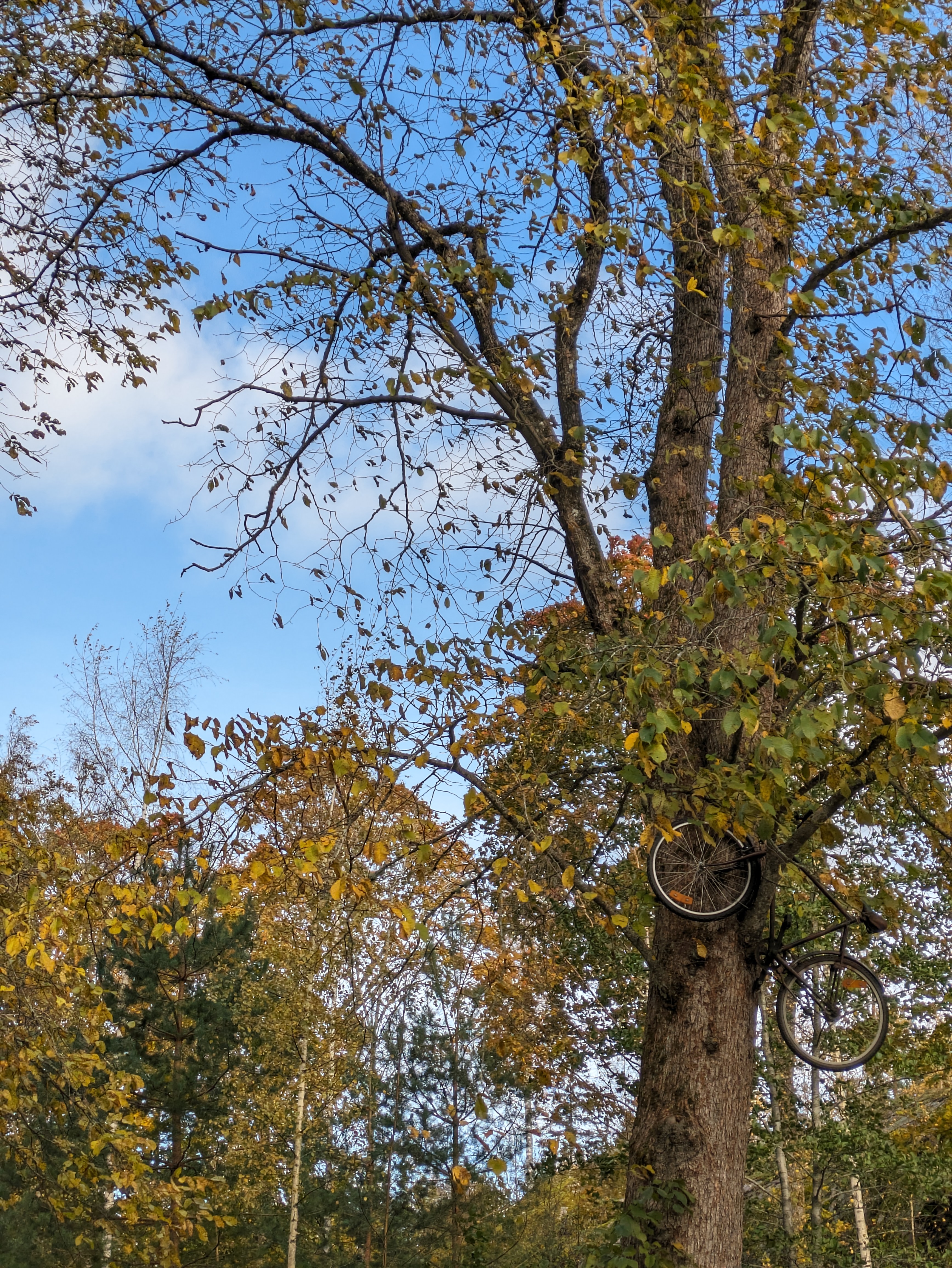 bike in a tree