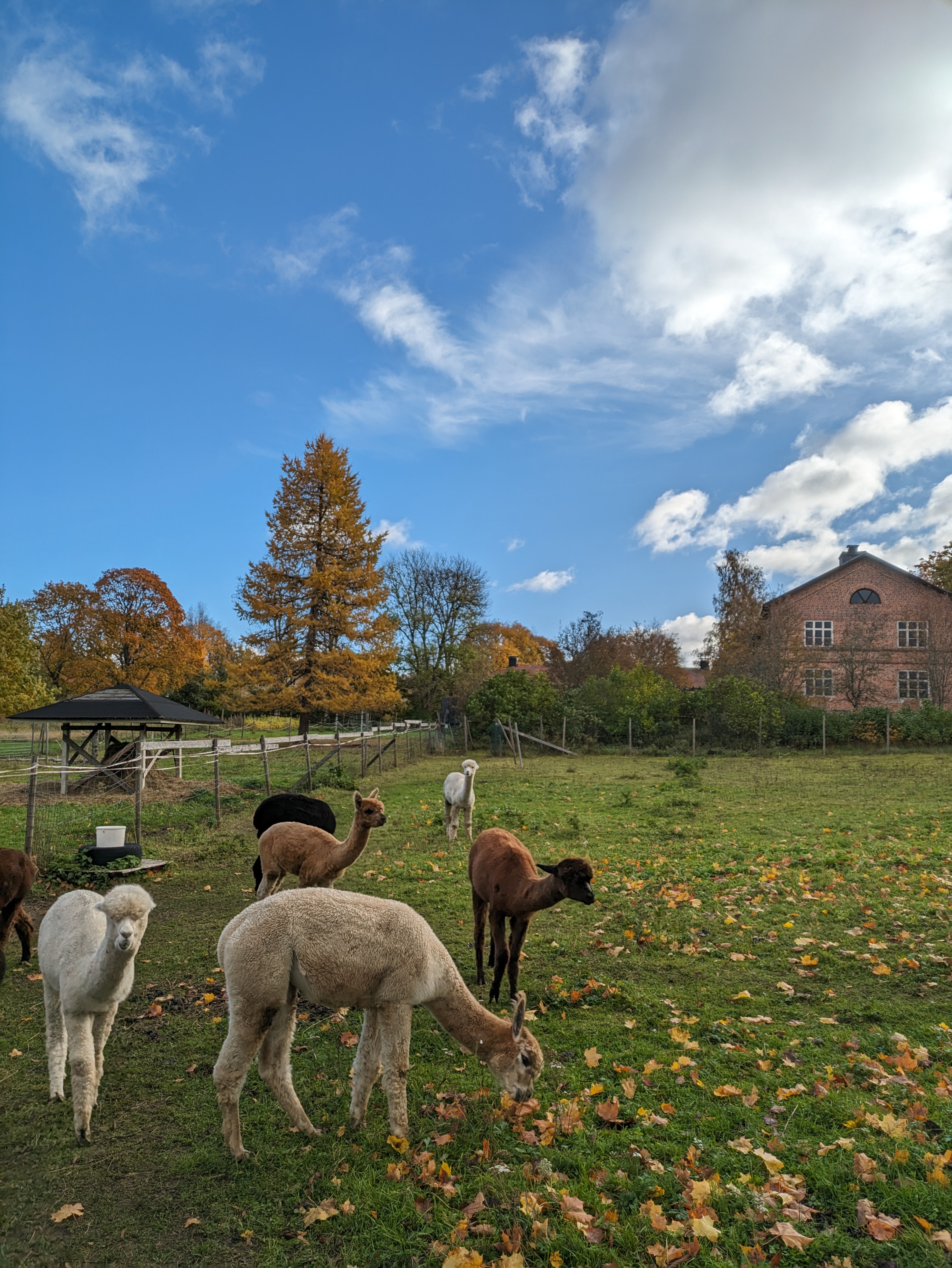 alpaca farm