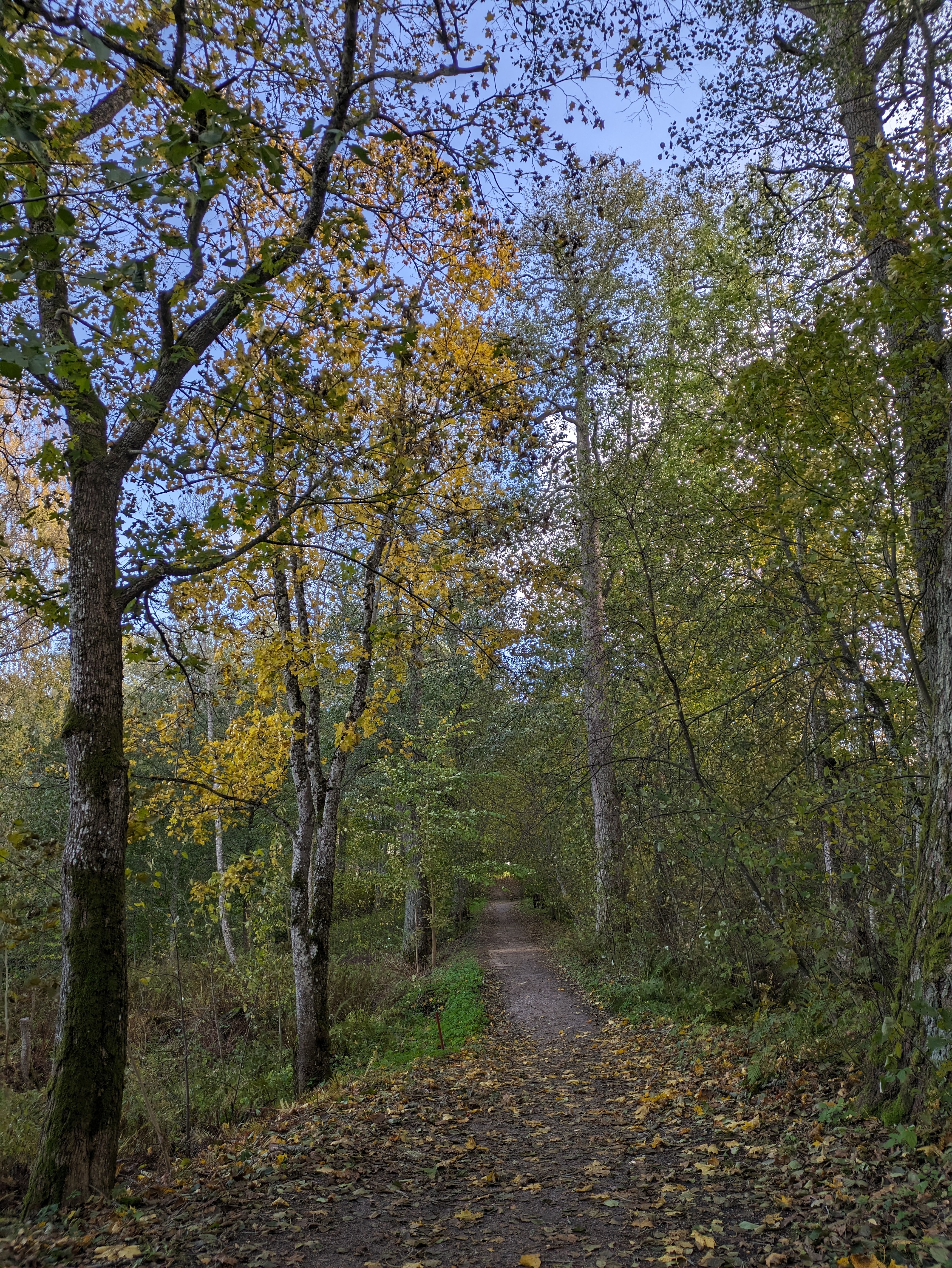 nature trail